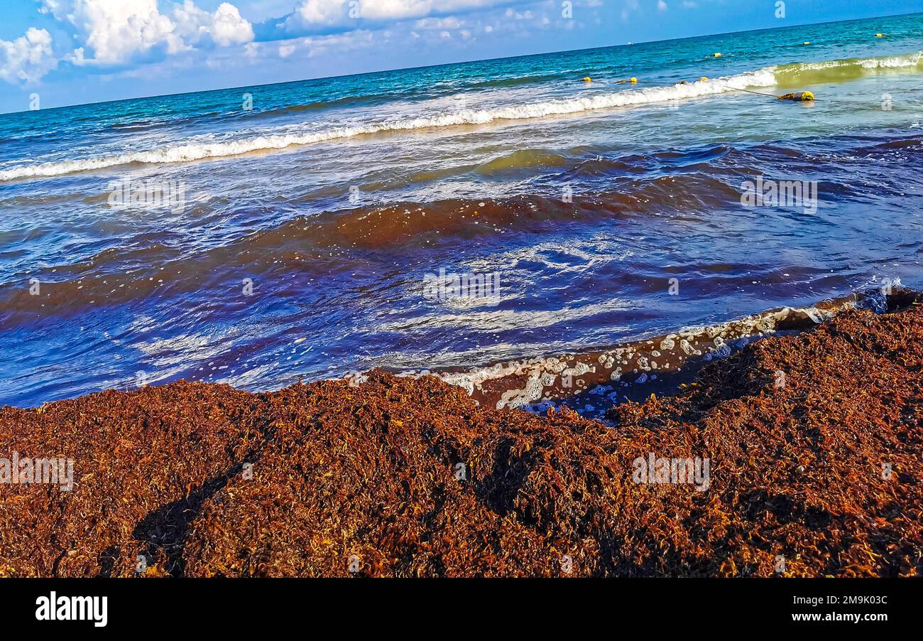 The beautiful Caribbean beach totally filthy and dirty the nasty ...