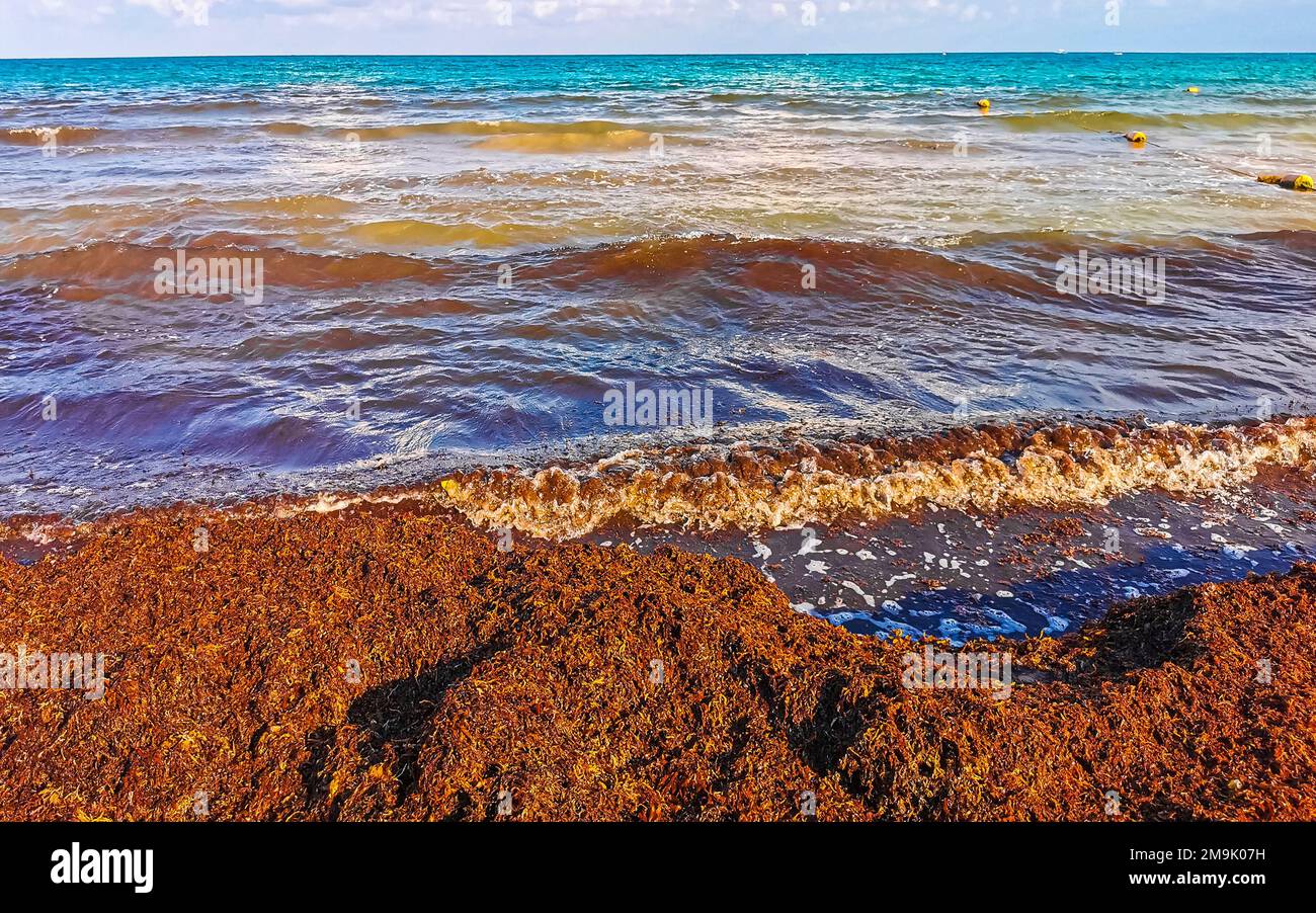 The beautiful Caribbean beach totally filthy and dirty the nasty ...