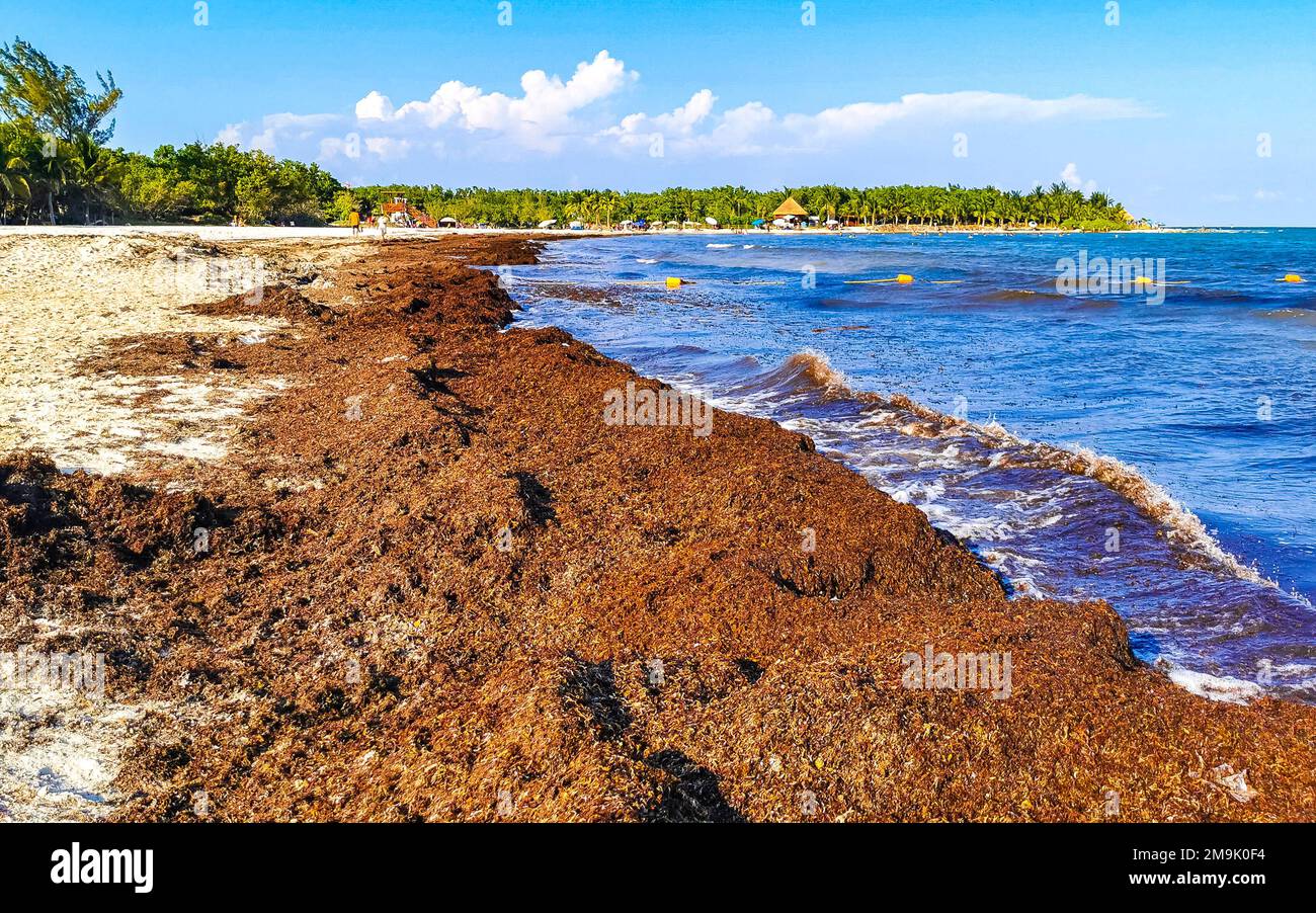 The beautiful Caribbean beach totally filthy and dirty the nasty ...