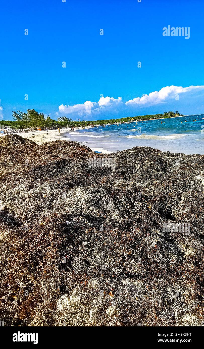 The beautiful Caribbean beach totally filthy and dirty the nasty ...