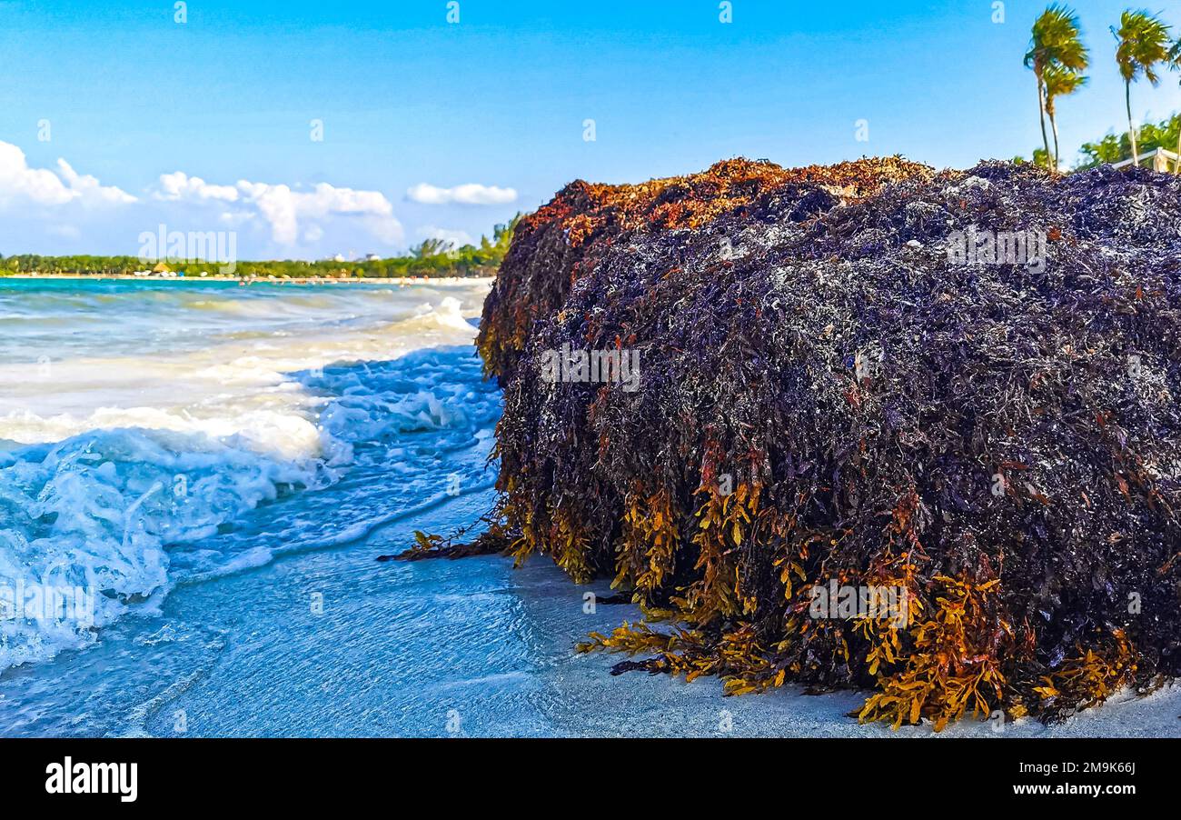The beautiful Caribbean beach totally filthy and dirty the nasty ...