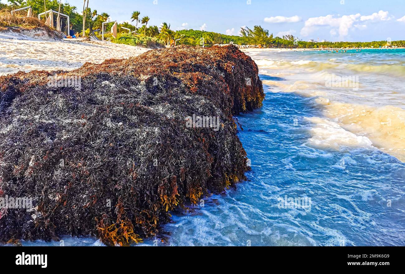 The beautiful Caribbean beach totally filthy and dirty the nasty ...