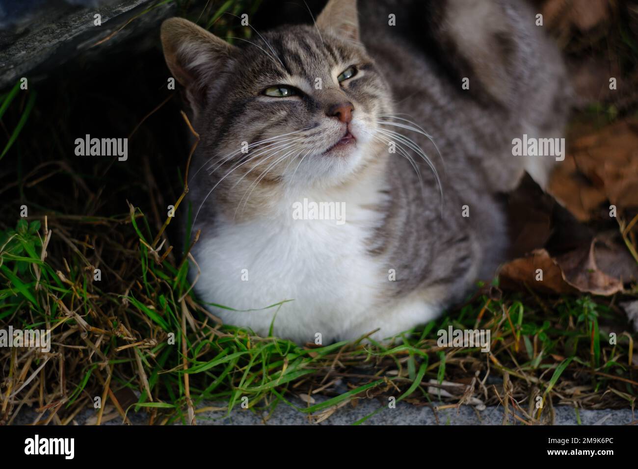 gray skinny cat on plastic chair at sunset Stock Photo