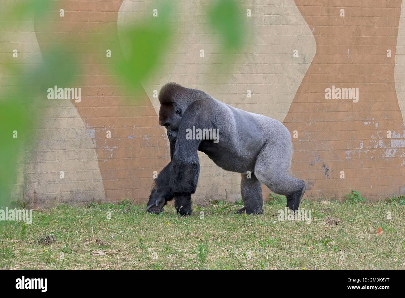 Gorilla zoo wall hi-res stock photography and images - Alamy