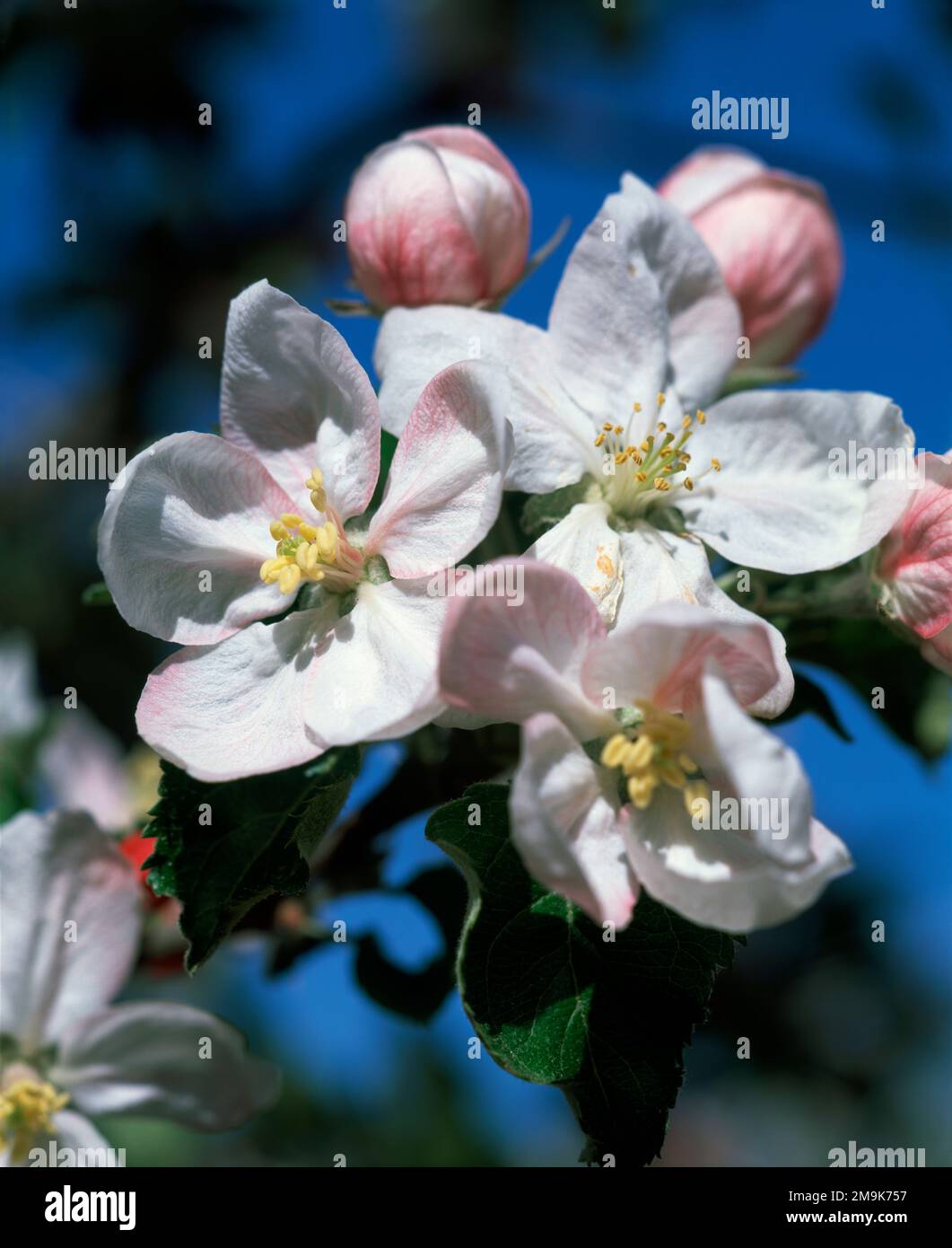 Apple blossoms in full bloom in spring, Peshastin, Chelan County, Washington, USA Stock Photo