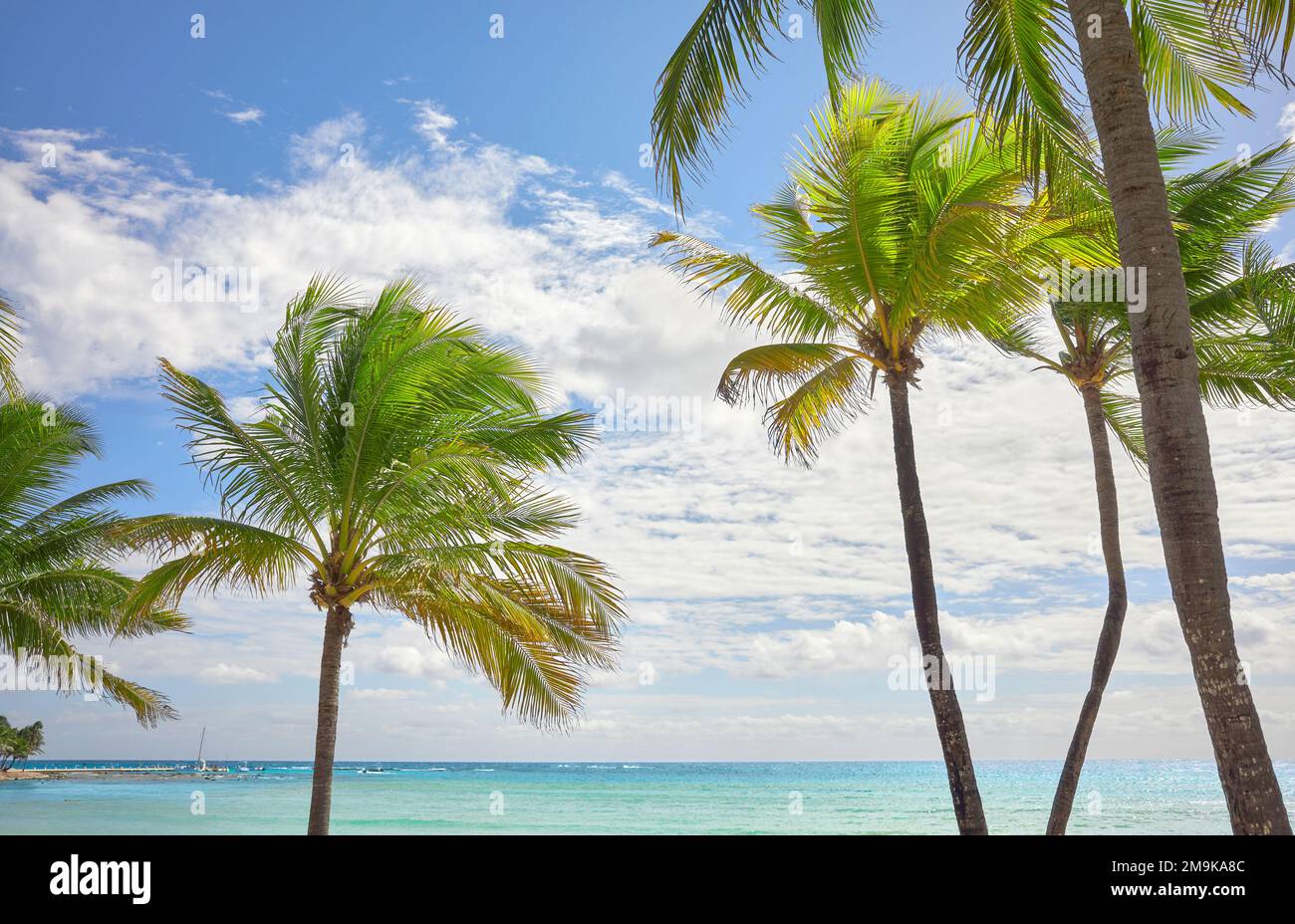 Coconut palm trees at a beautiful Caribbean beach on a sunny day, travel concept. Stock Photo