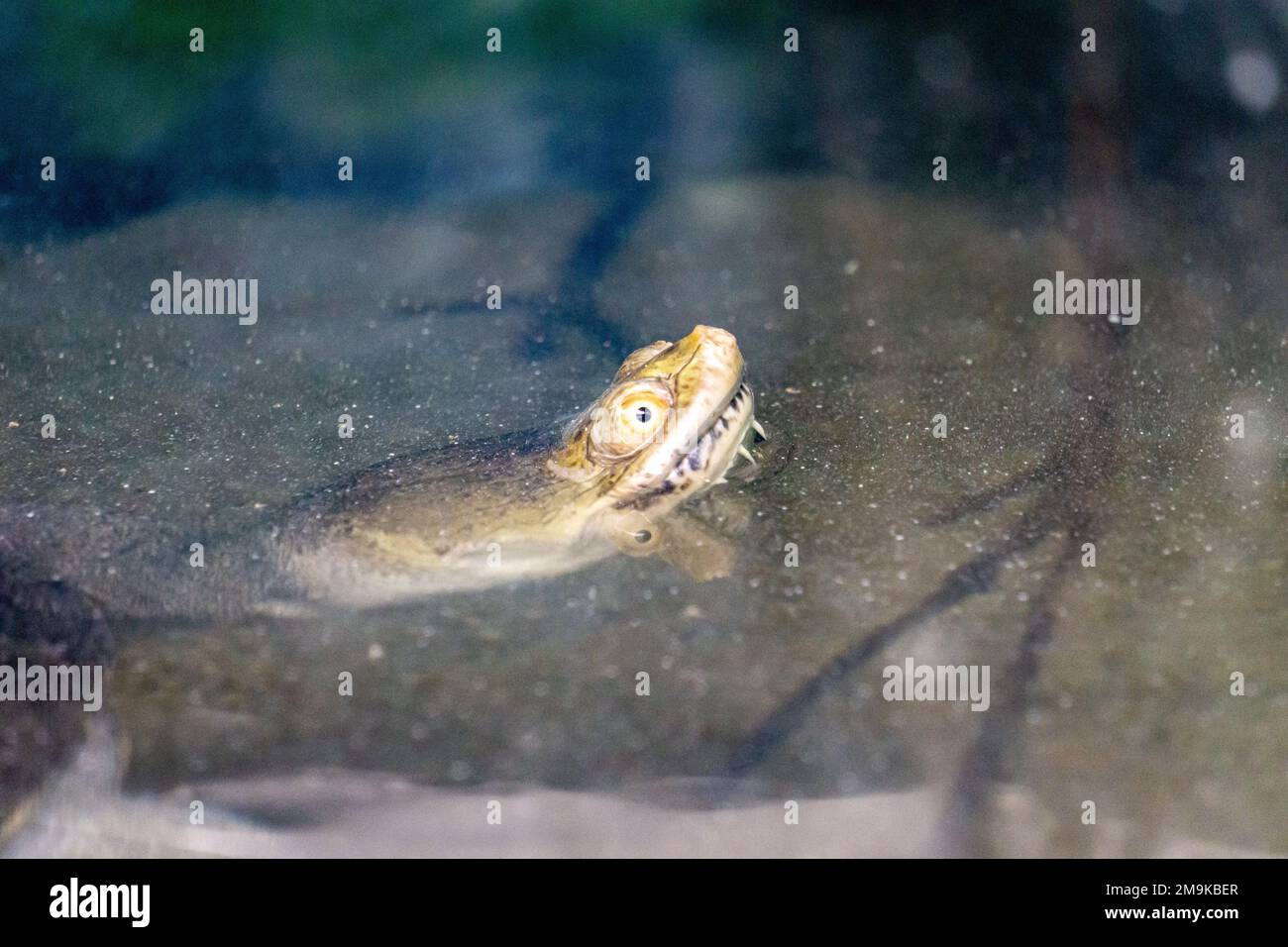 Northern snake necked turtle hi-res stock photography and images - Alamy