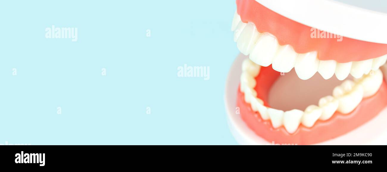 Dental prosthesis on blue background, close-up. Old age. Teeth. Jaw. Close up, Model of jaw is used by dentist to demonstrate how human teeth and jaw Stock Photo
