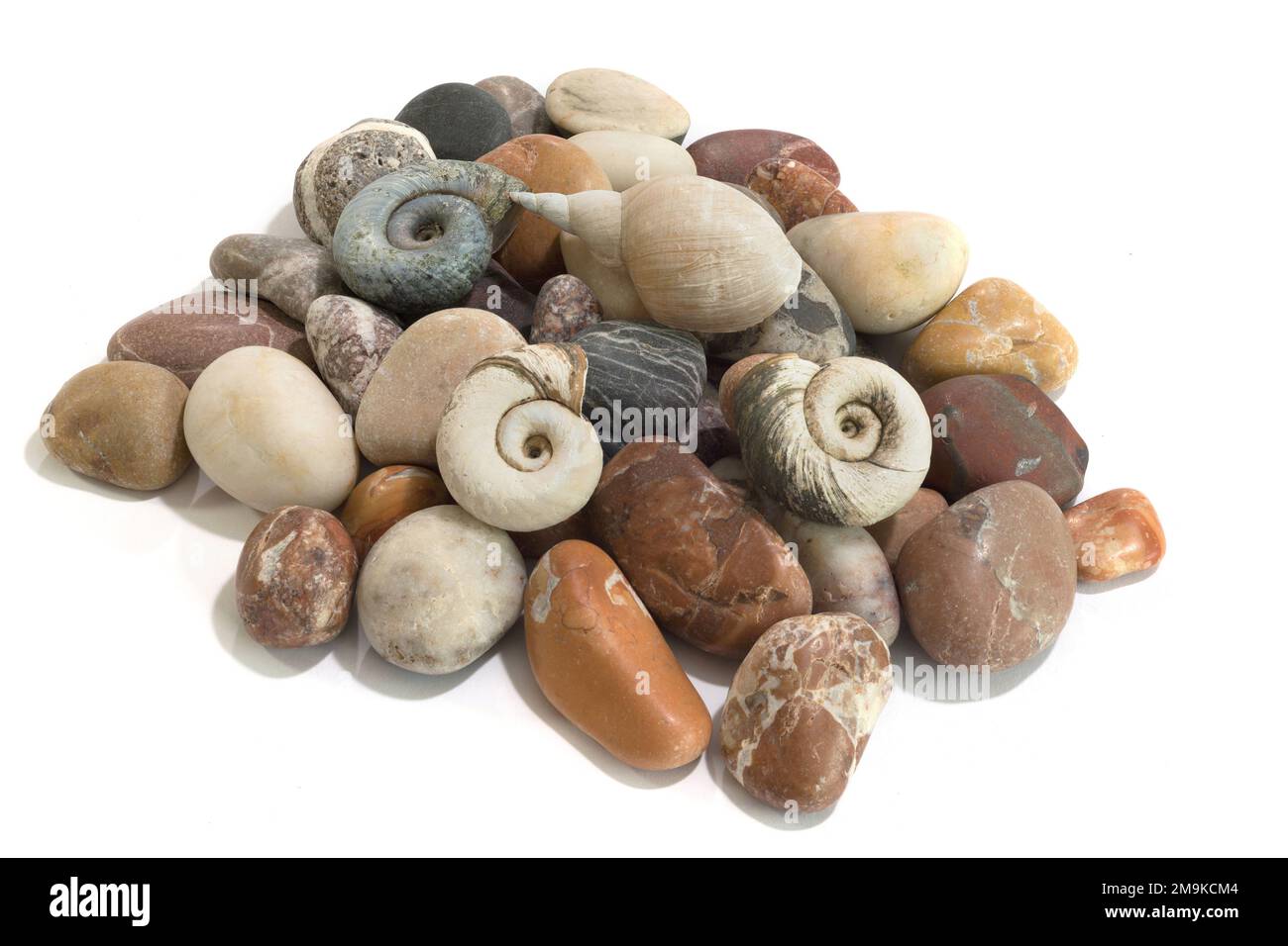 Sea stones, seashells, in the studio, isolated on white background Stock Photo