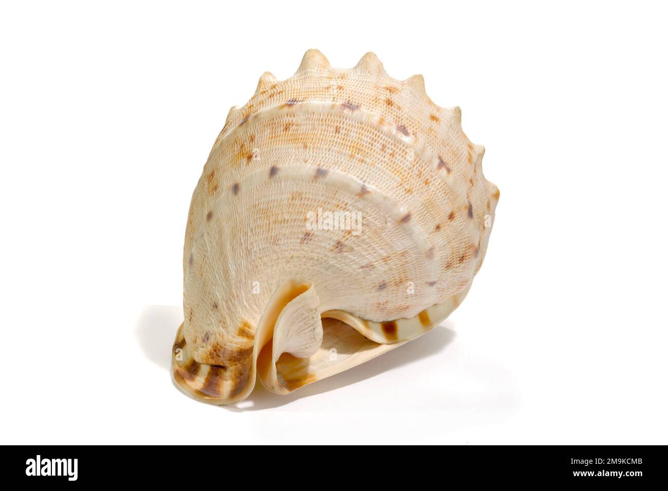 Sea shell isolated on a white background. Beautiful. Close-up in the studio. Stock Photo