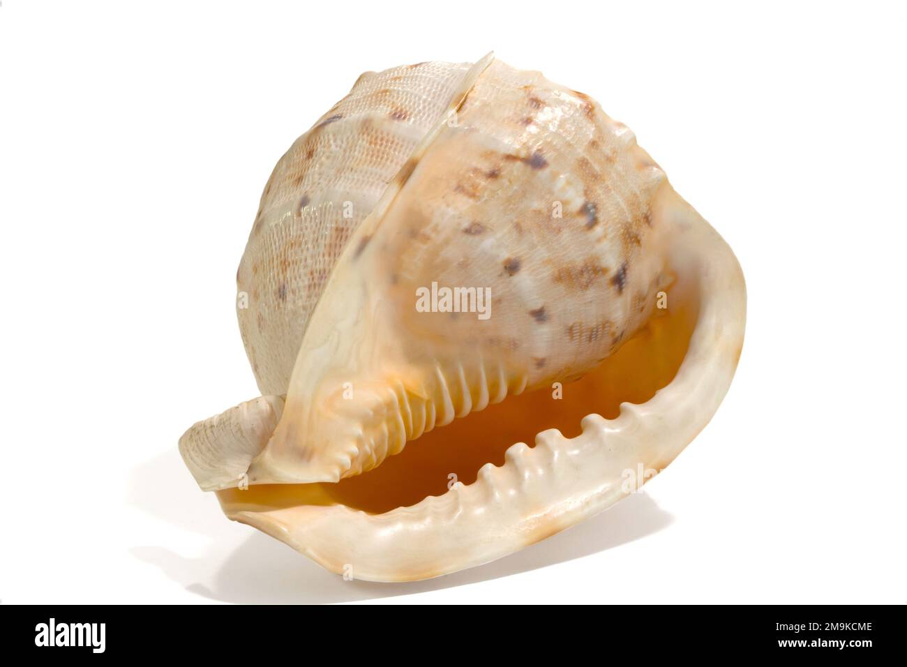 Sea shell isolated on a white background. Beautiful. Close-up in the studio Stock Photo