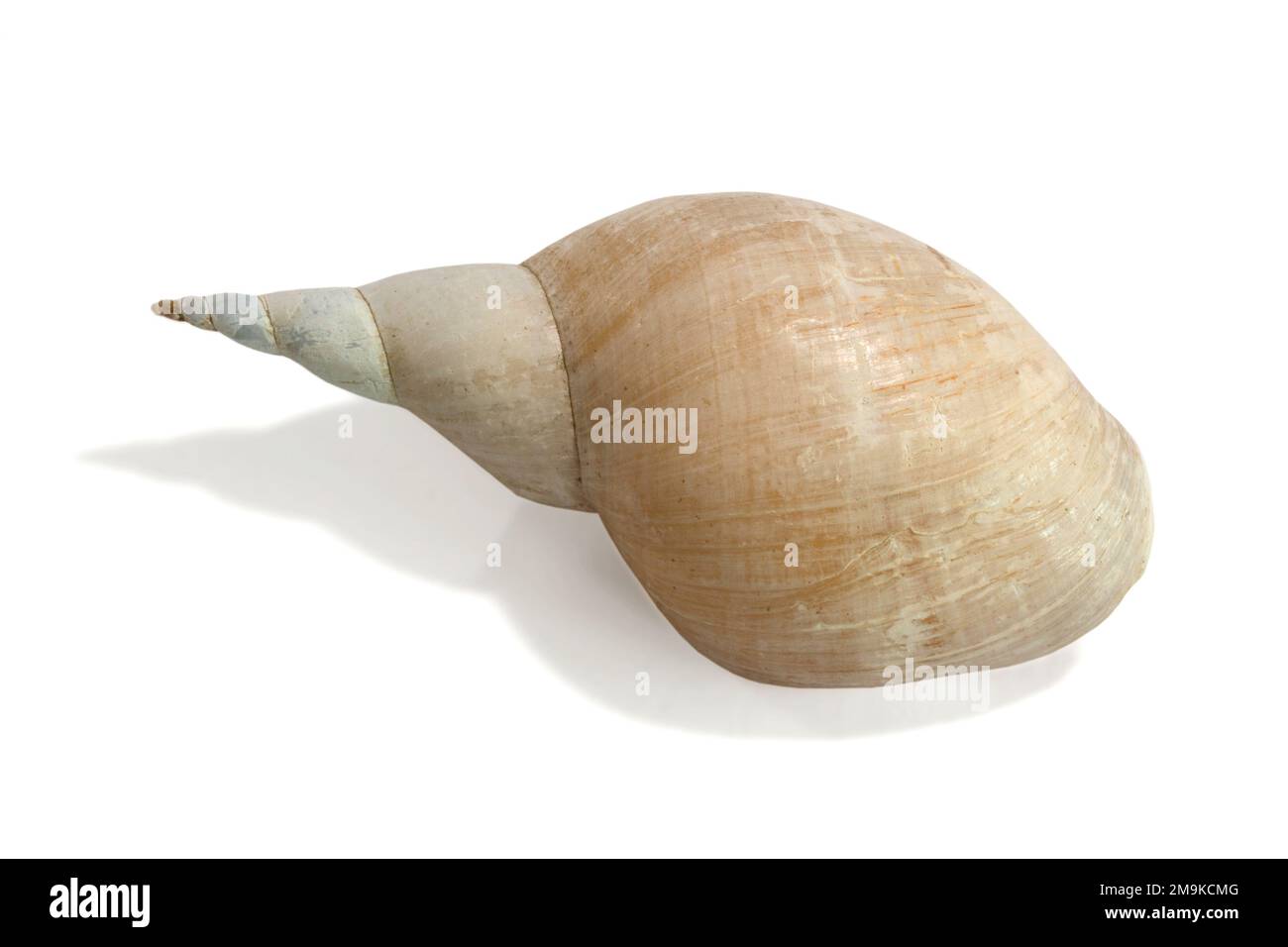Sea shell isolated on white background. Close up Stock Photo