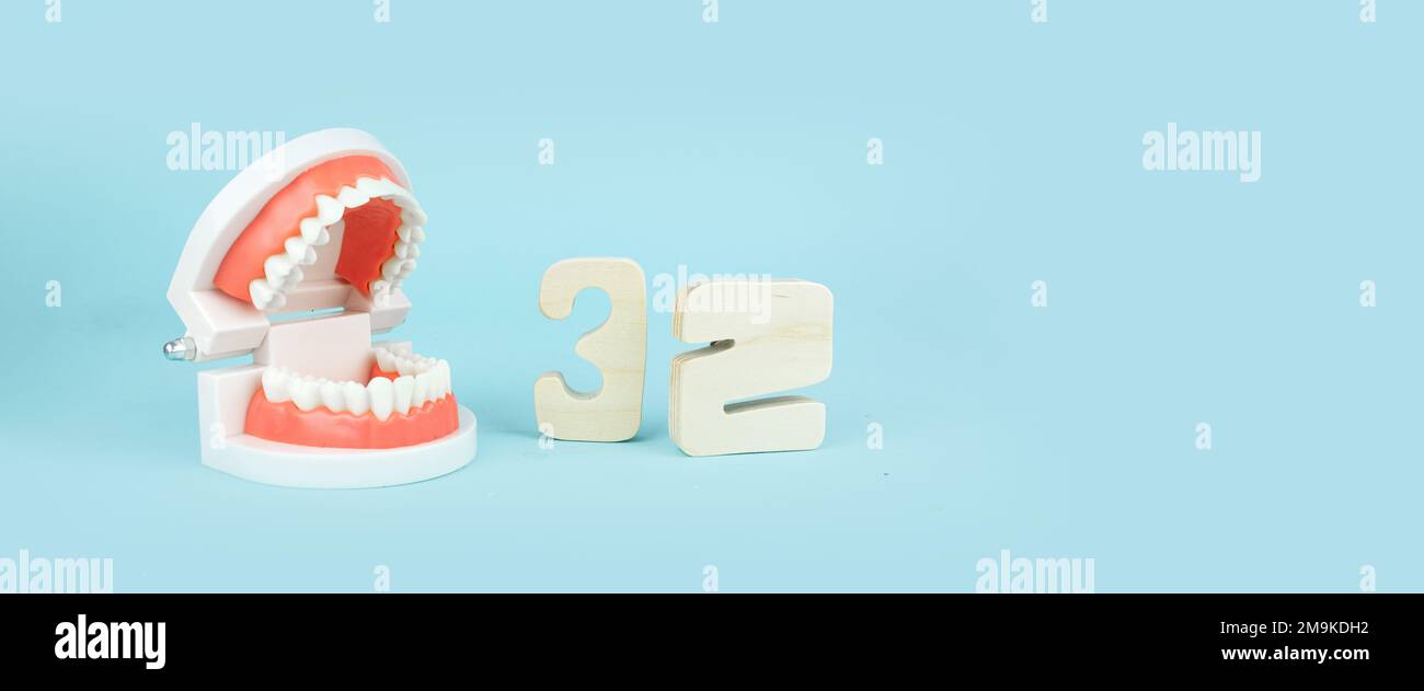 Dentures Dental Teeth Model with number thirty-two. Complete denture or full denture on blue background Stock Photo