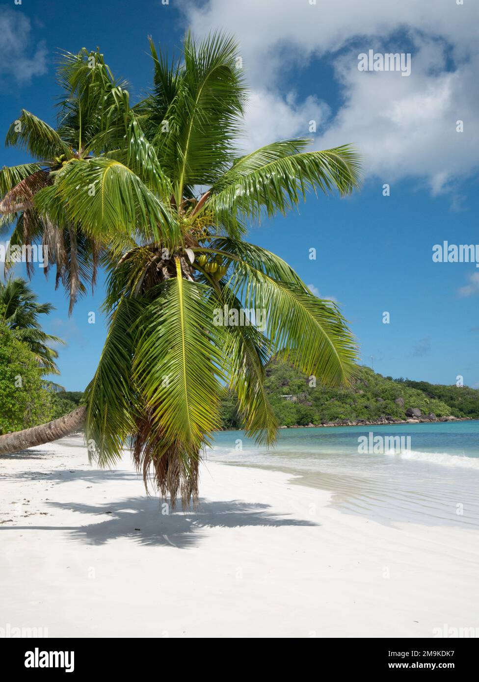 View with palm along the long beach of Anse Volbert on the Seychelles. Stock Photo