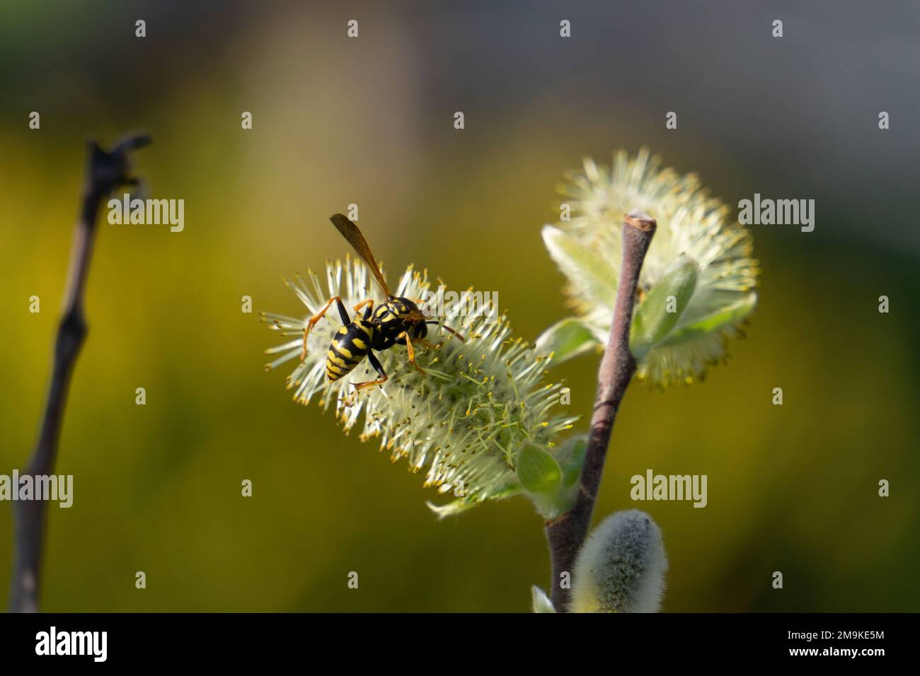 A closeup shot of a honeybee on the beautiful flower Stock Photo - Alamy