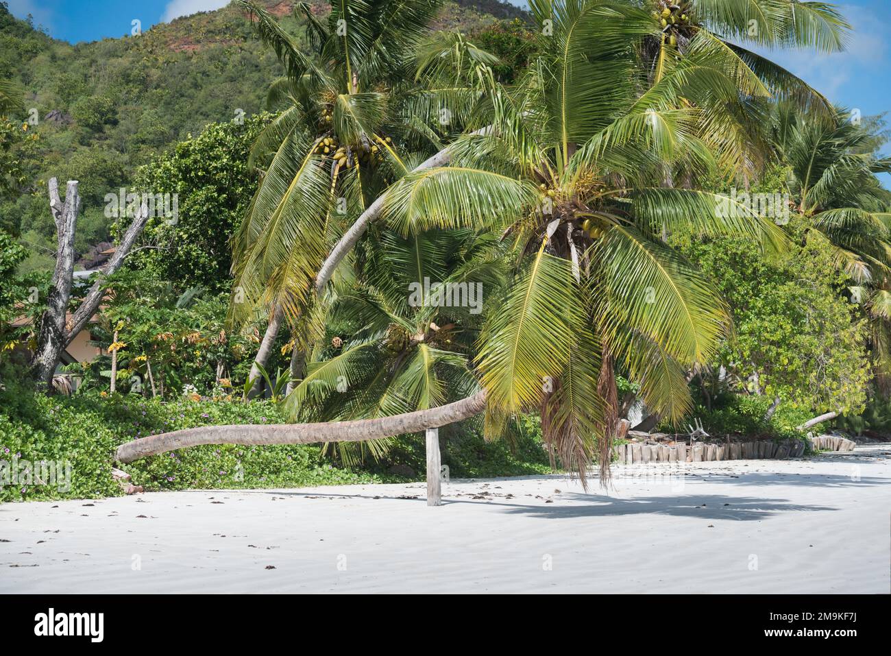 Palm on the beach of Anse Volbert on the Seychelles. Stock Photo