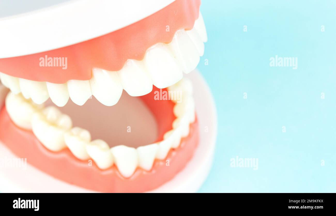 Front view of complete denture. Dental concept. False teeth, jaws. Dentistry conceptual photo. Prosthetic dentistry. False teeth. Mock tooth or tooth Stock Photo