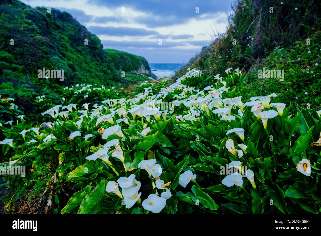 Field of calla lilies (Zantedeschia) on coast Stock Photo