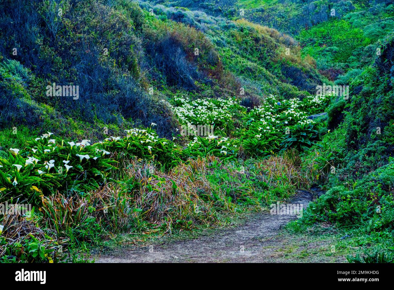 Field of calla lilies (Zantedeschia) among hills Stock Photo