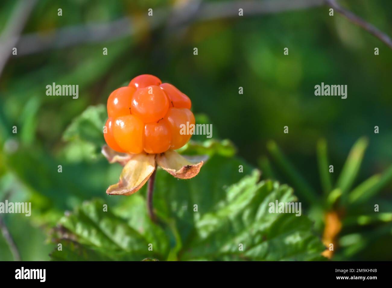 Ripe cloudberry. Cloudberry berry, illuminated by the sun, against a background of greenery. Stock Photo