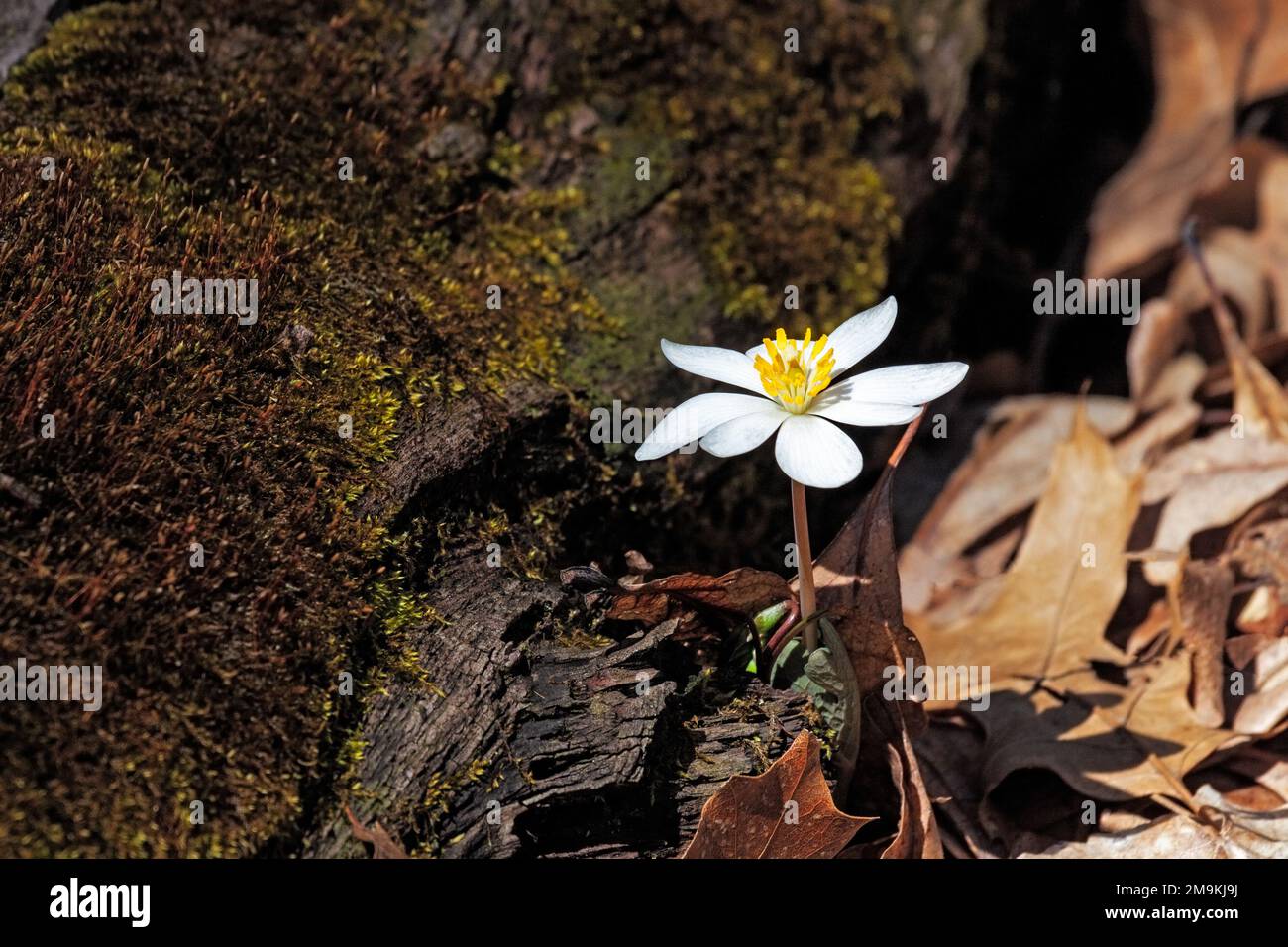 A bloodroot's white petals and golden stamen glow as it rises above the leaf litter on a forest floor. Stock Photo