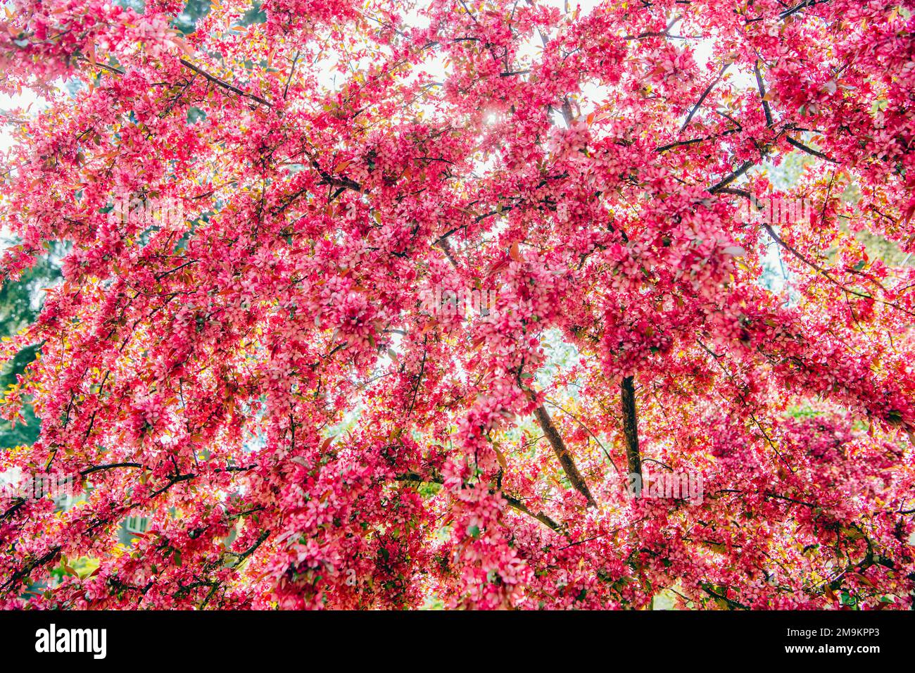 Pink blossoming crabapple tree in spring Stock Photo