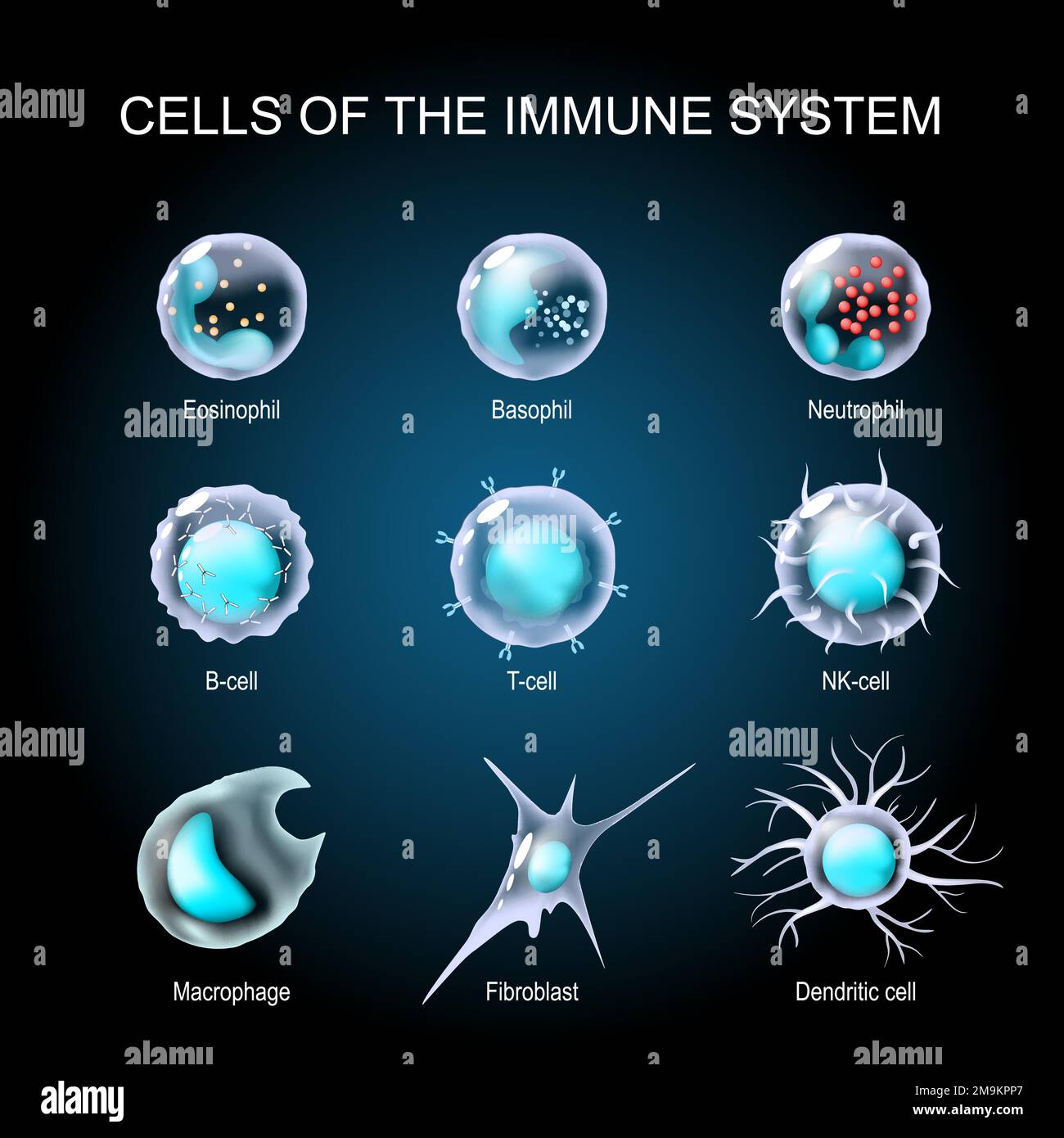 Cells of the immune system. White blood cells or leukocytes Eosinophil, Neutrophil, Basophil, Macrophage, Fibroblast, and Dendritic cell. Set Stock Vector