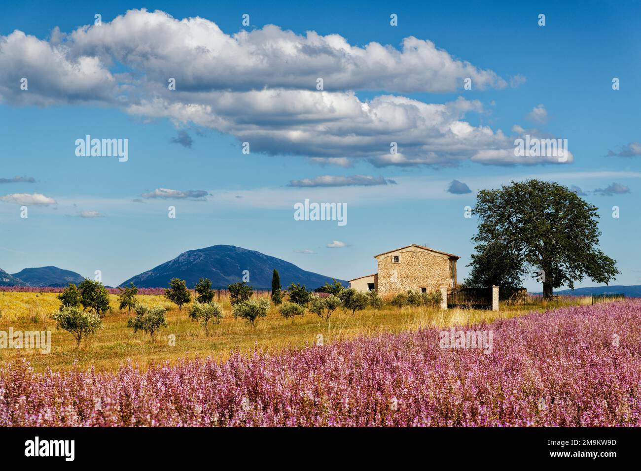 Farmhouse and planted field, Provence, France Stock Photo