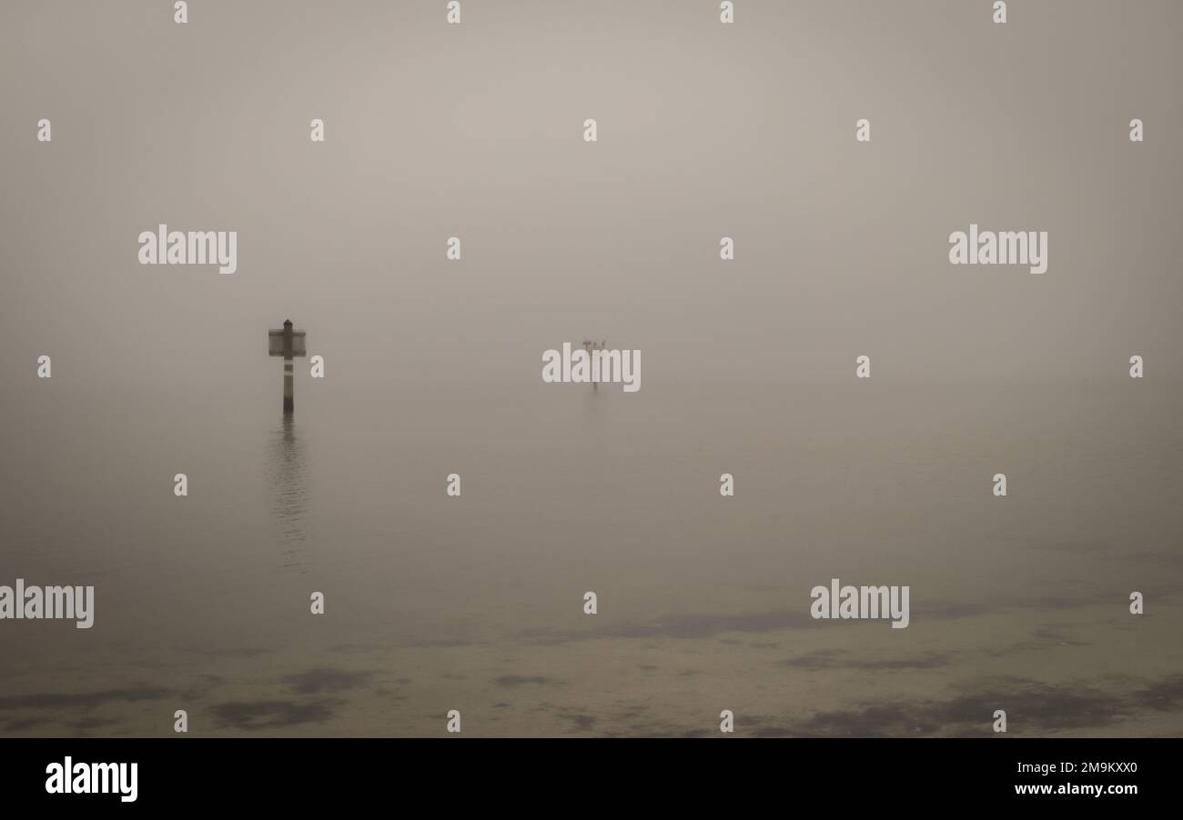 Single tree in the sea of fog hi-res stock photography and images - Alamy
