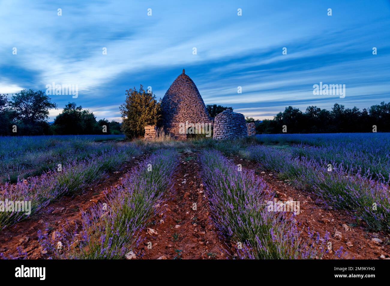 Borie in the center of a lavender field, Saignon, Provence, France Stock Photo