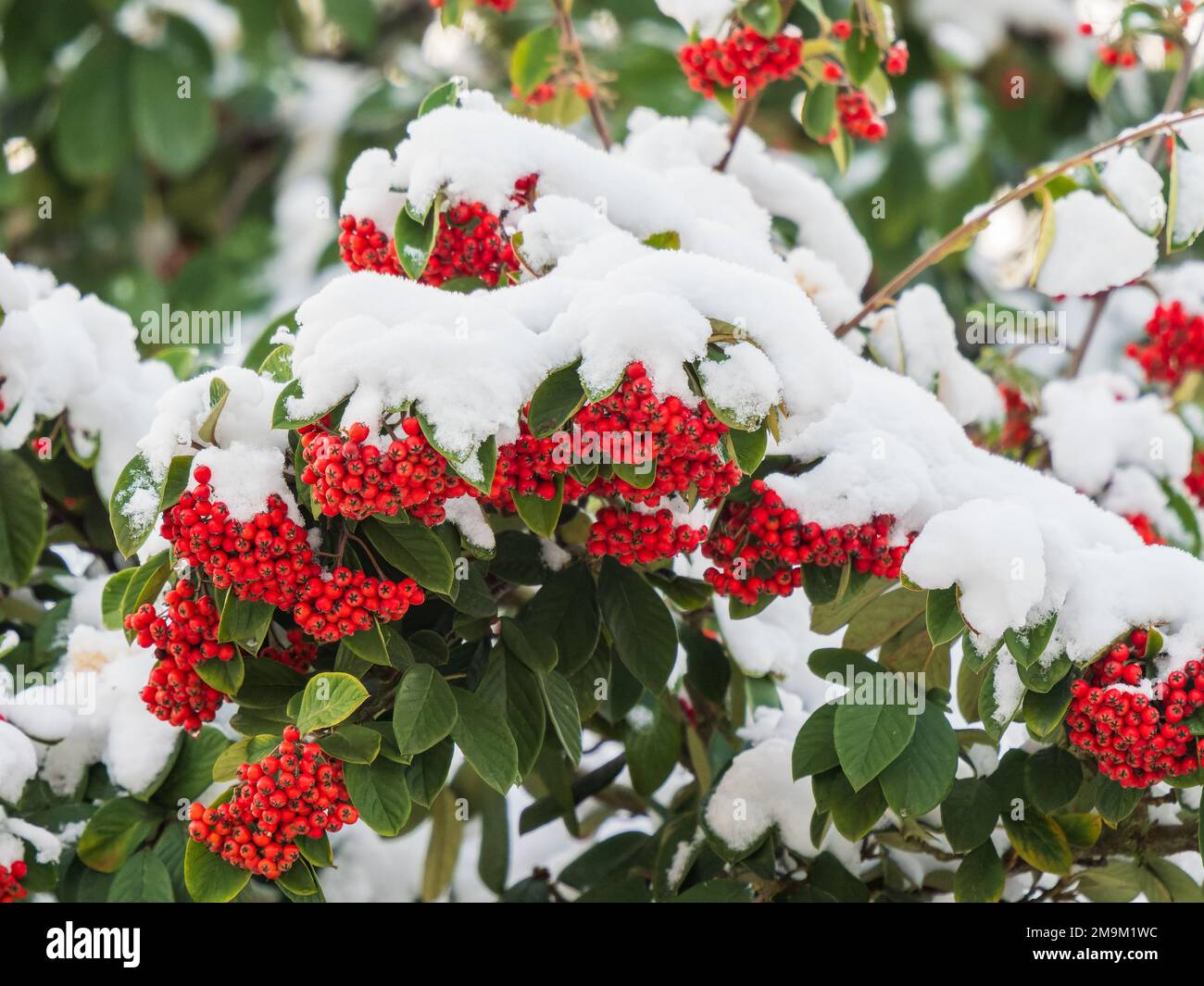 Rowan Tree Berries Covered in Snow Stock Photo - Alamy