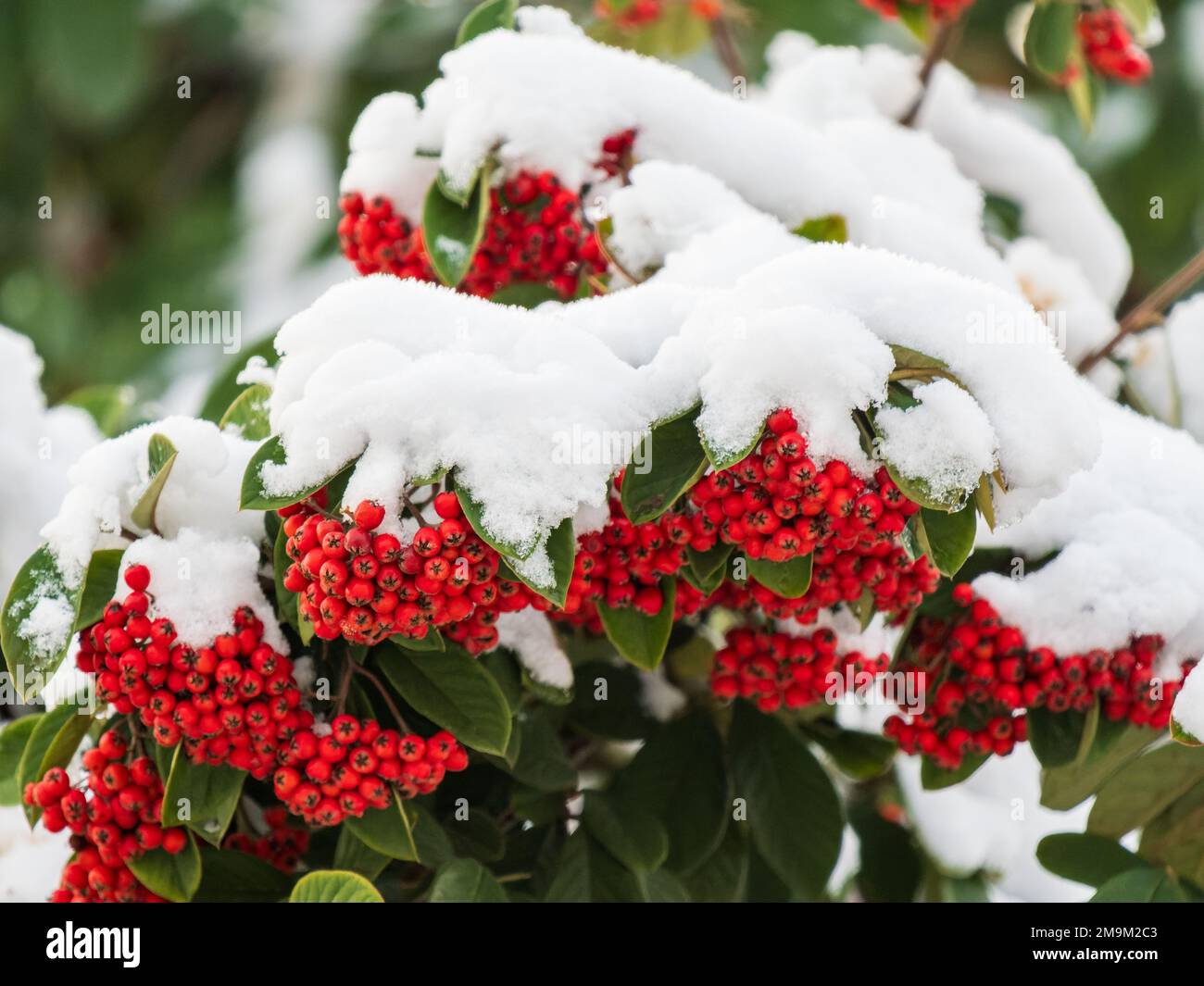 Rowan Tree Berries Covered in Snow Stock Photo - Alamy