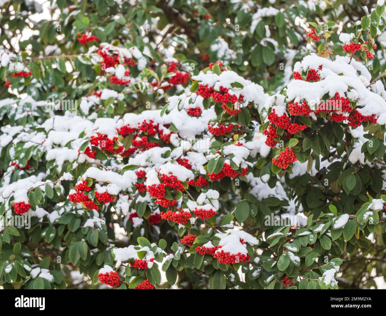Rowan Tree Berries Covered in Snow Stock Photo - Alamy