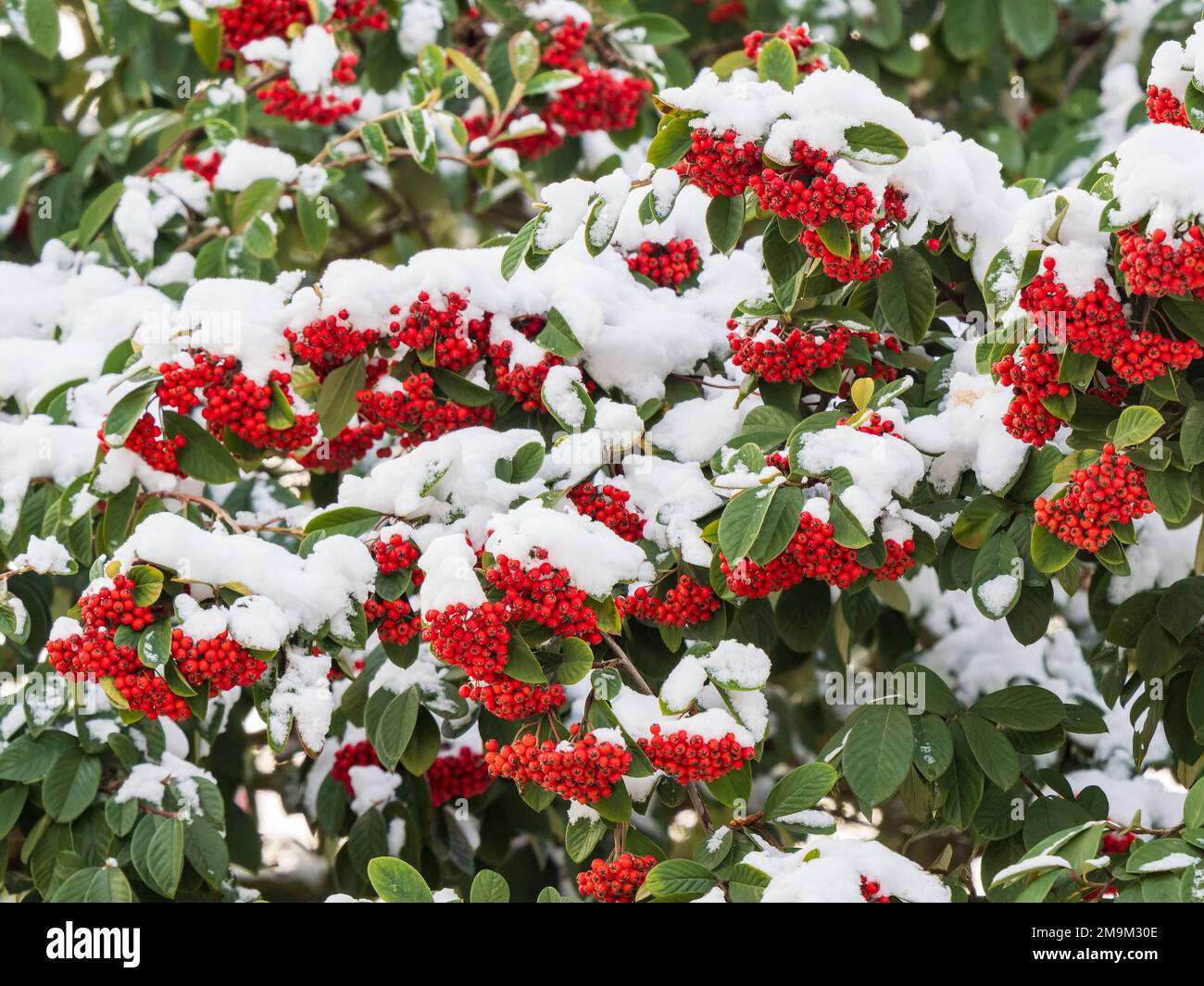 Rowan Tree Berries Covered in Snow Stock Photo - Alamy