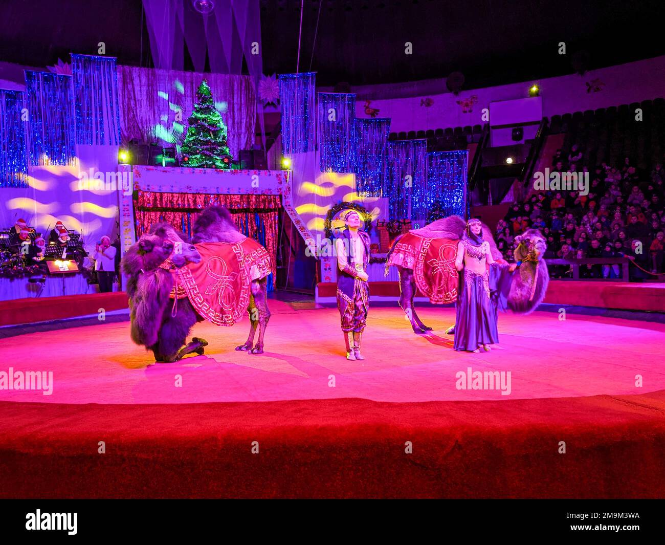 Camels kneel in the circus arena, animals participate in the show along with trainers. 7 January 2023, Dnipro, Ukraine Stock Photo