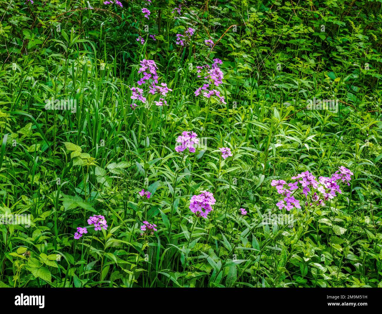 Wildflowers in Peninsula State Park, Door County, Wisconsin, USA Stock