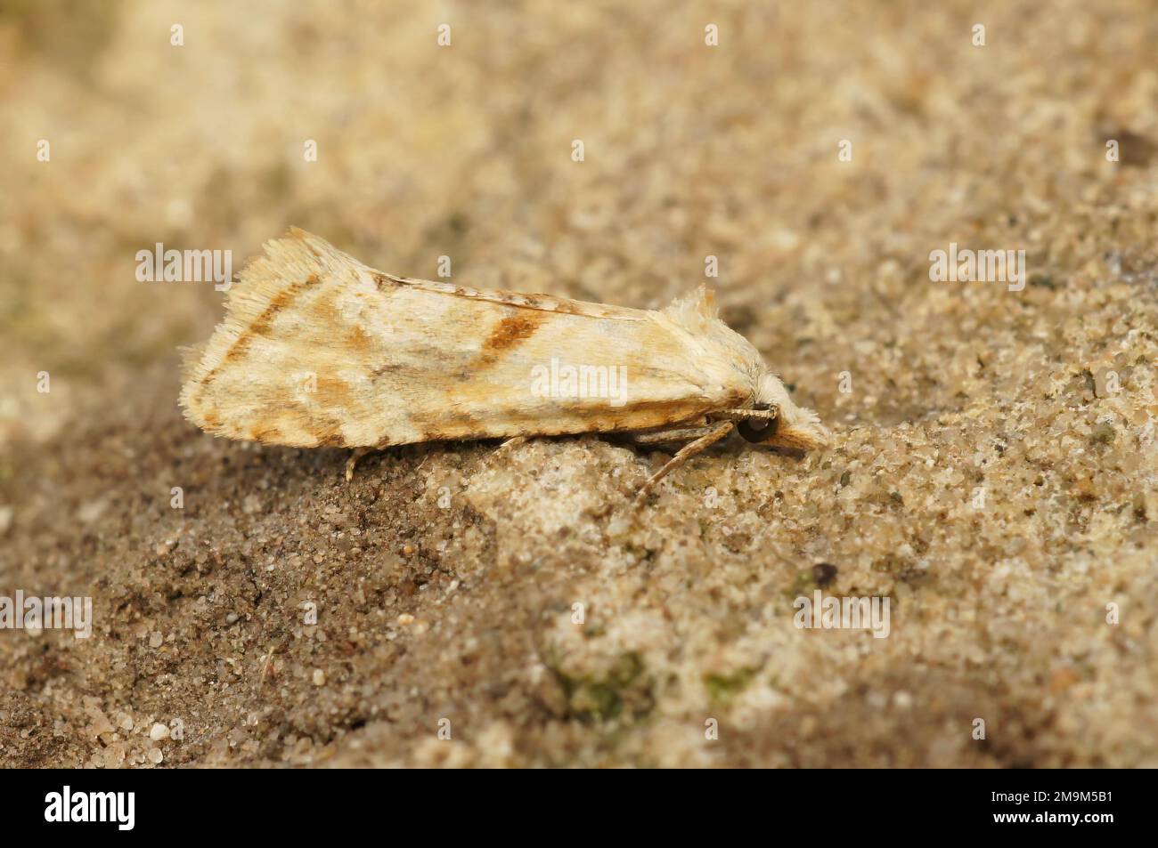 Detailed closeup on the straw conch micro moth, Cochylimorpha straminea, sitting on a stone Stock Photo