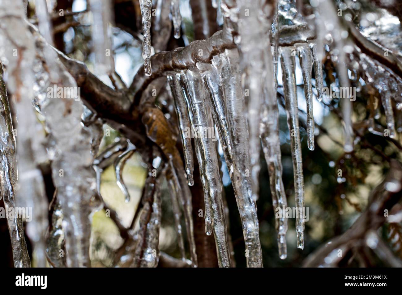 Freezing rain on trees hi-res stock photography and images - Alamy