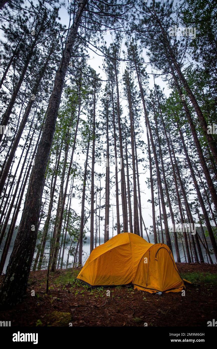 Tent between trees, Maine, USA Stock Photo