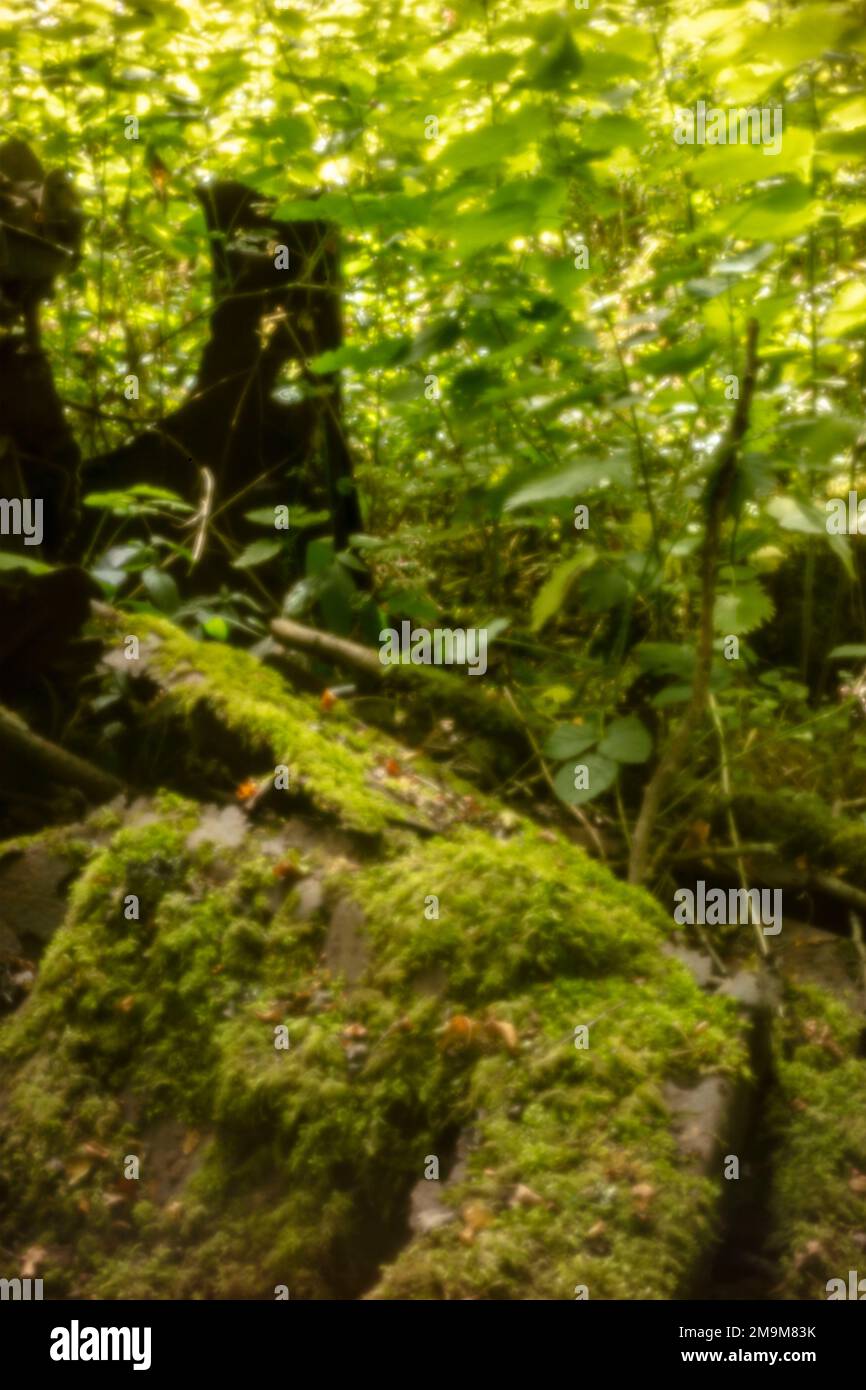 Natures chaos; natural environmental patterns formed by shapes in an