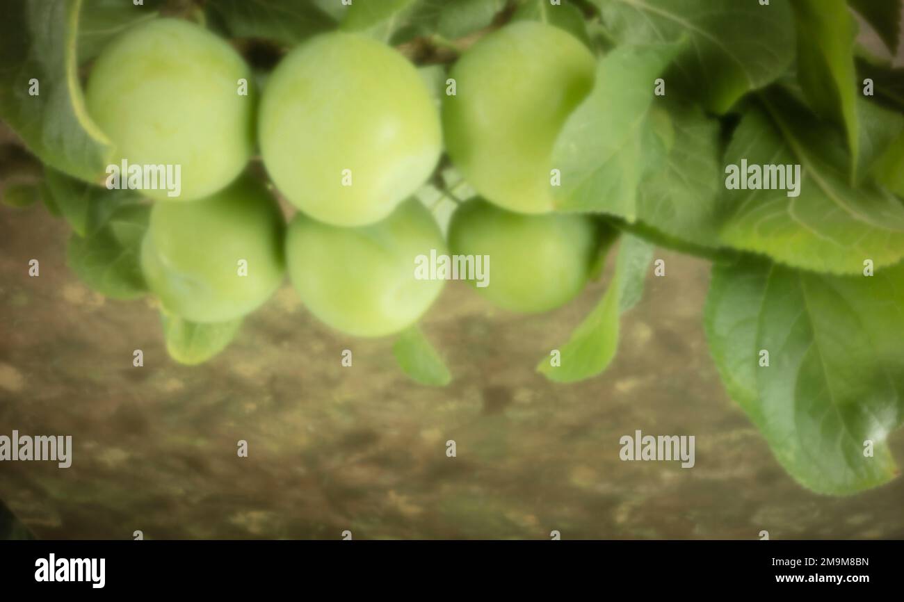 New, Age-defying, digital age, lensless, stand-out, high resolution, pinhole image of sweet and juicy Greengages with reflection. Food closeup Stock Photo