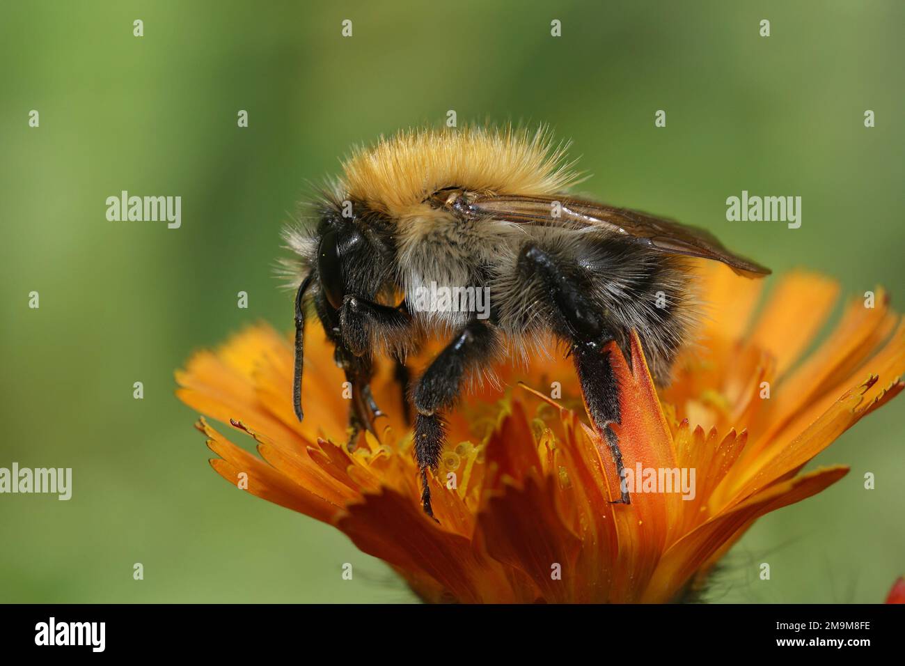Natural closeup on a Brown banded carder bumblebee, Bombus pascuorum, on an orange Callendula officinalis flower Stock Photo