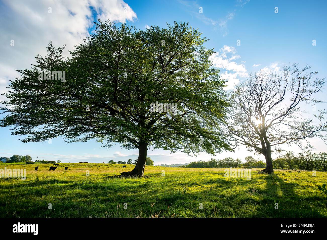 Trees and summer sky in Scotland, United Kingdom Stock Photo