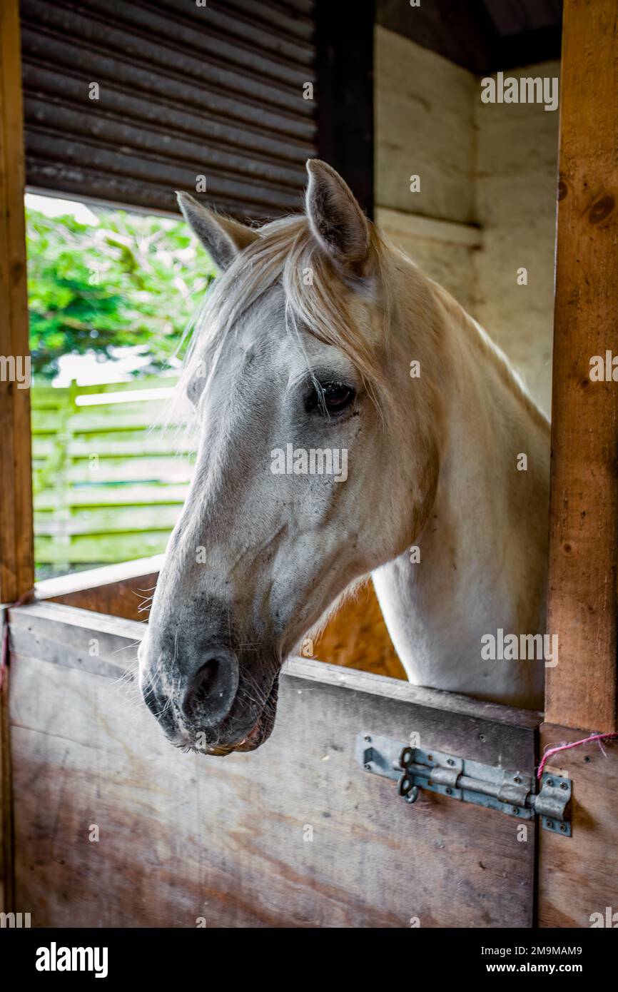 Portrait of horse in stall Stock Photo