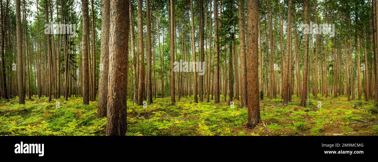 Trees in forest, Cathedral Pine Trails, Eustis, Maine, USA Stock Photo