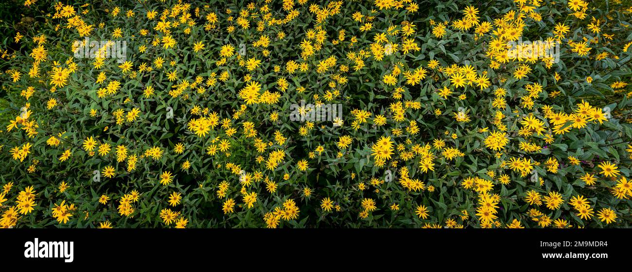 Close up of Jerusalem Artichoke flowers Stock Photo