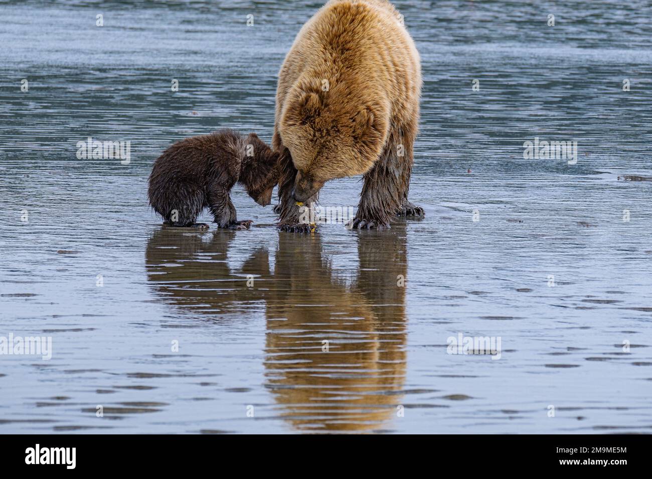 Alaskan brown bear cubs fighting in a field Stock Photo - Alamy
