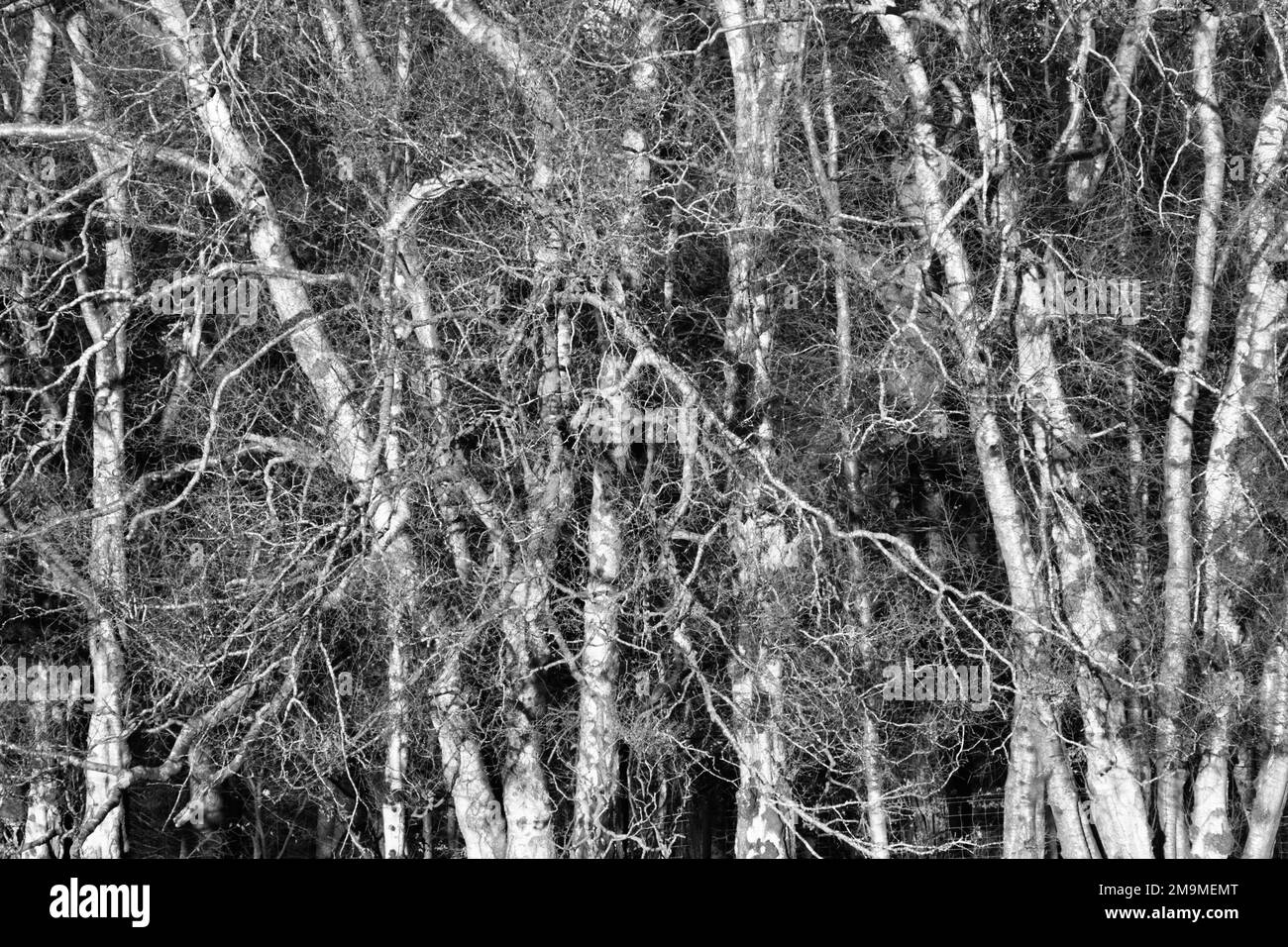 Silver Birch trees Stock Photo Alamy