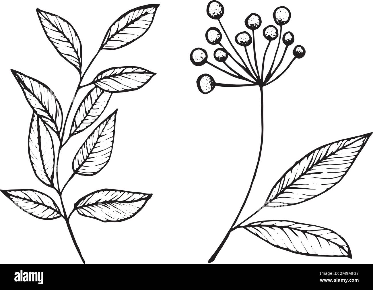 Set of graphic vector plant branches with leaves and flowers Stock ...