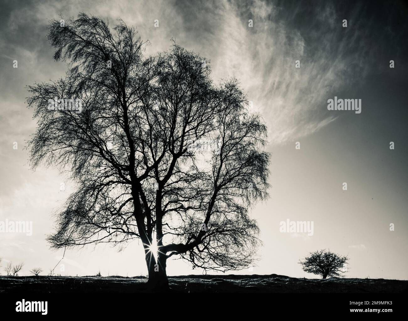 Big tree little tree stock photo alamy